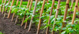 Plantaccessoires